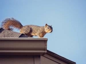 Keep your home pest free with gutters guards from Eastlawn Gardens most trusted roofer, Todd Miler Roofing.